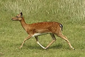 Fallow Deer Drucke: Fallow deer, fallow deer, Cervus dama