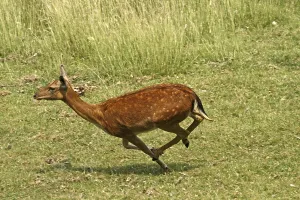 Fallow Deer Drucke: Fallow deer, fallow deer, Cervus dama