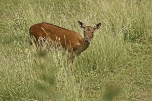 Fallow Deer Drucke: Fallow deer, fallow deer, Cervus dama