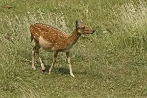 Fallow Deer Drucke: Fallow deer, fallow deer, Cervus dama