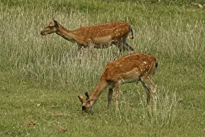 Animals In The Wild Drucke: Fallow deer, fallow deer, Cervus dama