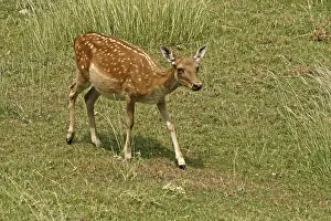Animals In The Wild Drucke: Fallow deer, fallow deer, Cervus dama