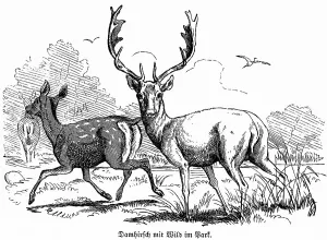 Historical Hunting Scenes Drucke: Fallow deer with game in the park