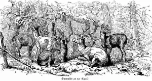 Historic Wildlife Illustrations Drucke: Fallow deer at the rack, Hubertus hunt