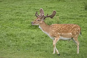 Plesiometacarpal Deer Species Drucke: Fallow deer on the run in a clearing