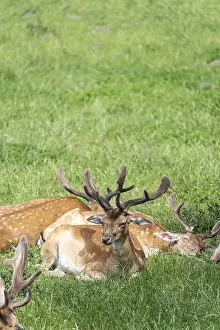 German Wildlife Photography Drucke: Fallow deer, Tierpark Ivenack, Ivenacker Eichen