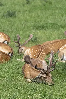 Northern Germany Animals Drucke: Fallow deer, Tierpark Ivenack, Ivenacker Eichen