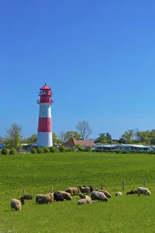 Sheep Grazing In Pasture Drucke: Falshoeft lighthouse, navigation