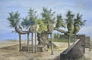 Die berühmte Zitronenbaum von Malchen