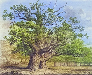 Deciduous Tree Illustration Drucke: Famous old trees