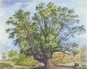 Northern Europe Vegetation Drucke: Famous Old Trees, The Abbot's Willow
