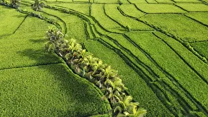 Southeast Asia Landscape Drucke: The famous rice fields of Bali