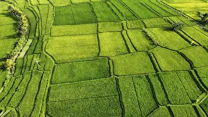 Bali Rice Fields Drucke: The famous rice fields of Bali