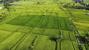 Rice Cultivation In Southeast Asia Drucke: The famous rice fields of Bali