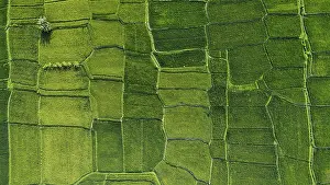 Southeast Asian Agriculture Drucke: The famous rice fields of Bali