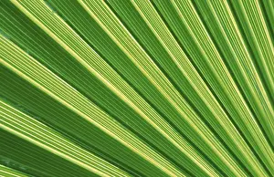 Horizontal Format Photos Drucke: Fan palm leaf