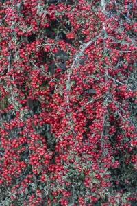 European Shrubs Drucke: Fan-shaped cotoneaster (Cotoneaster horizontalis)