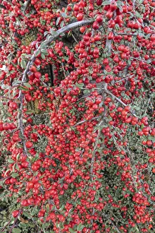 European Shrubs Drucke: Fan-shaped cotoneaster (Cotoneaster horizontalis)