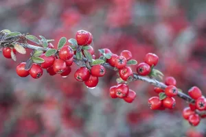 Maloideae Plant Species Drucke: Fan-shaped cotoneaster (Cotoneaster horizontalis)