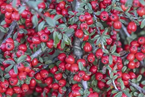 Cotoneaster Horizontalis Drucke: Fan-shaped cotoneaster (Cotoneaster horizontalis)