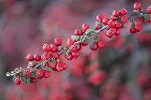 European Shrubs Drucke: Fan-shaped cotoneaster (Cotoneaster horizontalis)