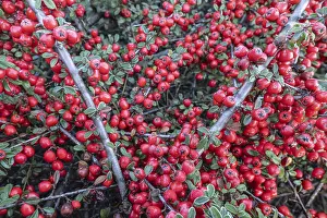 European Shrubs Drucke: Fan-shaped cotoneaster (Cotoneaster horizontalis)