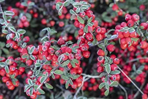 European Shrubs Drucke: Fan-shaped cotoneaster (Cotoneaster horizontalis)