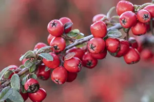 European Shrubs Drucke: Fan-shaped cotoneaster (Cotoneaster horizontalis)