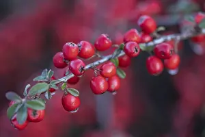 European Shrubs Drucke: Fan-shaped cotoneaster (Cotoneaster horizontalis)