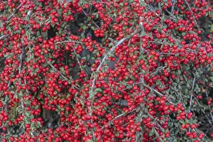 European Shrubs Drucke: Fan-shaped cotoneaster (Cotoneaster horizontalis)