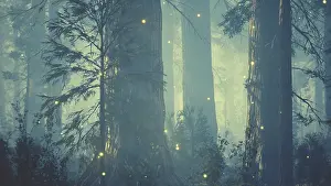 Drucke von Fantasiefeuerfalterlichter im magischen Wald Glühwürmchen Drucke: Fantasiefeuerfliegenlichter im zauberhaften Wald.