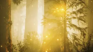 Drucke von Fantasiefeuerfliegenleuchten im magischen Wald Glühwürmchen Drucke: Fantasiefeuerfliegenlichter im magischen Wald.