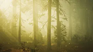 Drucke von Fantasiefeuerfliegenlichter im magischen Wald Glühwürmchen Drucke: Fantasiefeuerfliegenleuchten im magischen Wald.