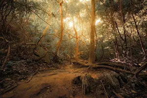 Konzeptuelle Kunst Drucke: Fantasie-tropischer Dschungelwald in surrealen Farben.