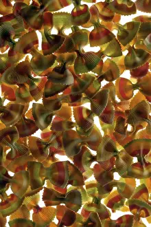 Colorful Pasta Drucke: Farfalle