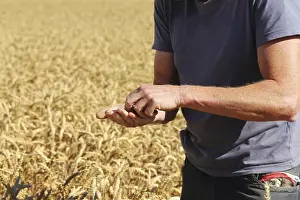 Corn Field Landscape Photography Drucke: Farmer checks his grain