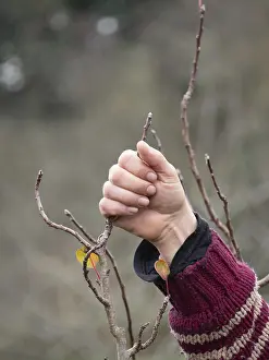 Deciduous Tree Care Drucke: Farmer examining small branches of a fruit tree