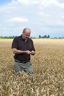 Cornfield Photography Drucke: Farmer standing in a cornfield