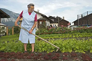 Vegetable Garden Drucke: Farmer working on the farm, weeding the vegetable patch