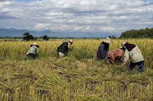 Southeast Asian Agriculture Drucke: Farmworkers working in a field