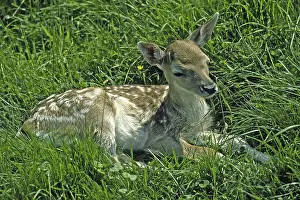 European Roe Deers Drucke: Fawn, roe, deer