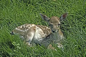 New World Deer Species Drucke: Fawn, roe, deer