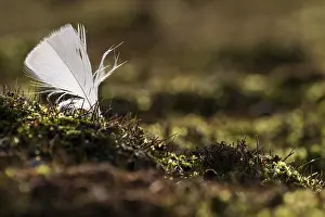 Polar Circle Landscape Photography Drucke: Feather in the backlight, Down Islands