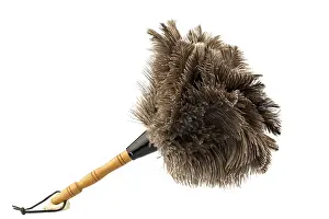 Light Colored Background Drucke: A feather duster in front of a white background