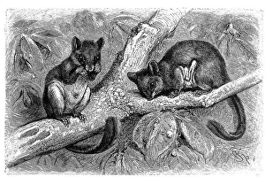 Digitally Restored Historical Images Drucke: Feathertail glider (Acrobates pygmaeus)