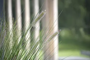 Green Blades Of Grass Drucke: The feathery seed heads of the grass are in sharp focus