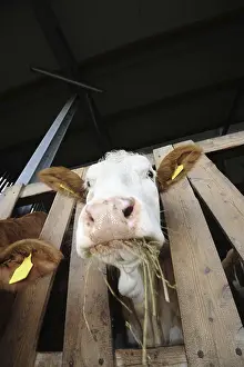 Livestock Farming Drucke: Feeding the cattle in the cowshed