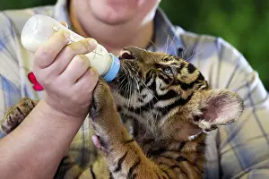 Wild Animal Nutrition Drucke: Feeding a tiger out of the bottle