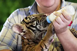 Animal Healthcare Drucke: Feeding a tiger out of the bottle