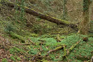 Bavaria Forest Scenery Drucke: A felled tree covered with moss in a thick forest with deciduous soil